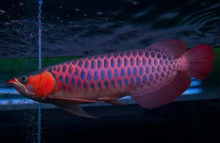 2023年全球最值得观赏的十大鱼类！