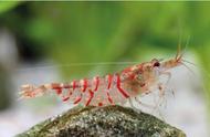 虎纹虾品种鉴赏：观赏虾的多样性