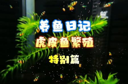 虎皮鱼繁殖日记：养鱼心得分享