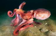 海洋科学创新实验探秘之旅：章鱼、鱿鱼、墨鱼，如何区分？