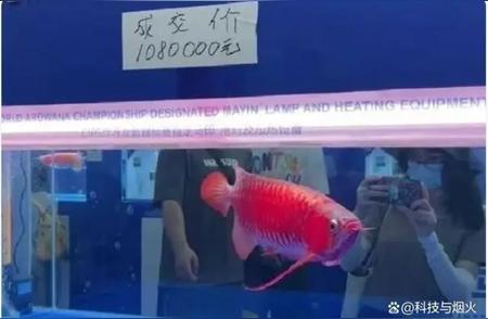 杭州男子一条鱼卖出37万天价，揭秘水族圈的财富与激情
