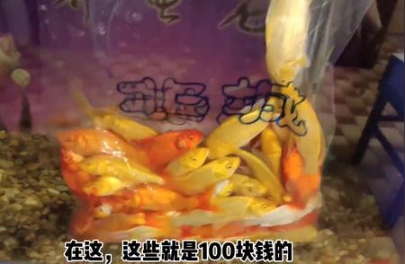 小锦鲤大猫水虎的美食盛宴，养鱼养心的乐趣无穷