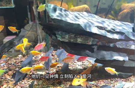 水族爱好者的天堂