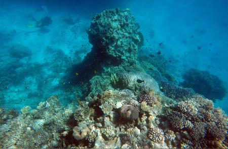 红海中的绚丽珊瑚世界