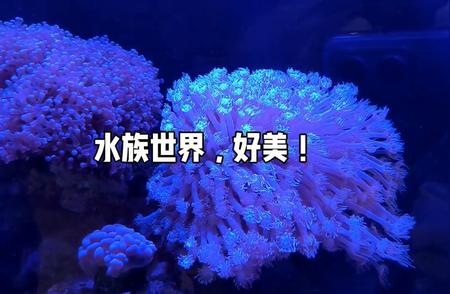 水族乐园，美丽无边！