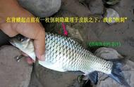探秘刺鲃鱼家族：青波鱼、军鱼与青竹鱼的相似性