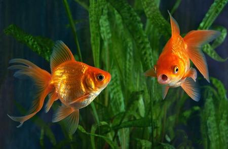 新买的金鱼在鱼缸中几天就去世了，是因为吃太多吗？