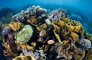 珊瑚在不同深度下如何应对环境变化？