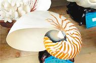 北京海关查获鹦鹉螺壳二十五件，切勿携带濒危动物出入境