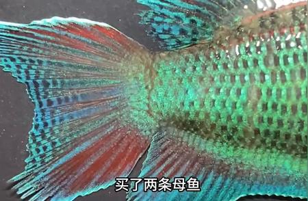 两条优质母中国斗鱼入手，繁殖大计启动！