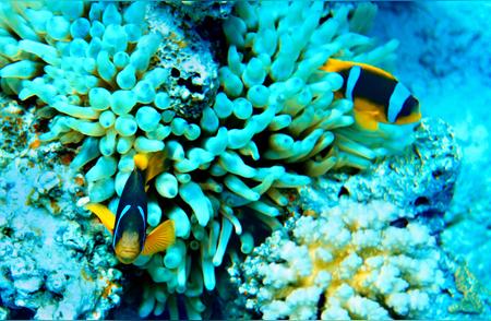 生存艺术家：珊瑚鱼与其多彩家园的和谐共生