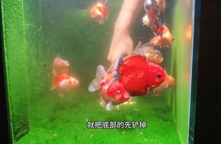 水族馆的奇妙世界