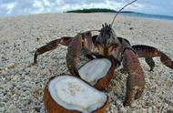 印尼新品种螃蟹椰子蟹：比帝王蟹更大，肉质更鲜美