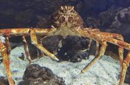 令人惊讶的全球十大螃蟹种类，第一名你绝对想不到！
