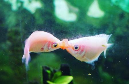 接吻鱼：探索鱼类世界的奇妙生物