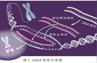 探秘病理科：小“鱼”儿与FISH技术的奥秘