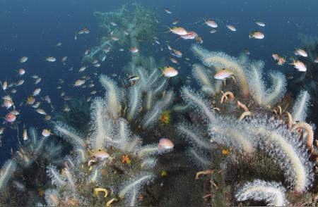 东京湾出现罕见海洋现象：大量珊瑚生长与热带鱼群聚