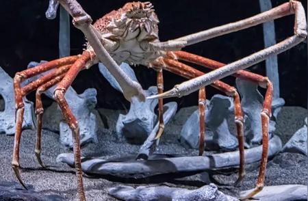 全球超大型螃蟹惊人登场：你准备好了吗？