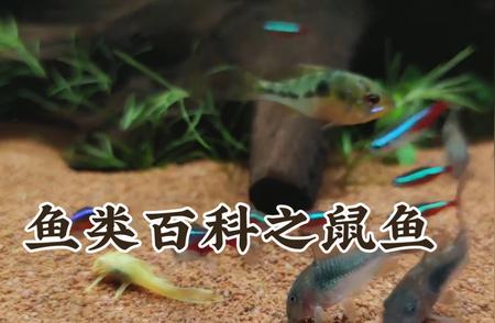 鼠鱼：水族箱里的迷你奇迹