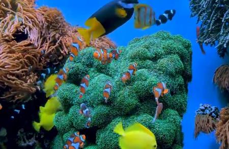 揭秘海洋共居奇观：小丑鱼与珊瑚的共生秘密