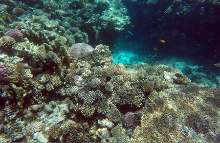 全球珊瑚面临史上极端白化危机