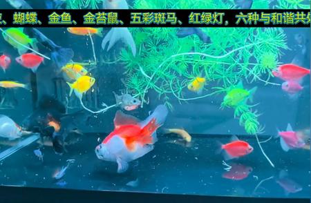 蝴蝶鱼与斑马鱼：探索多彩水族世界