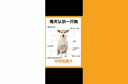 中华田园犬详解：特性与优缺点全剖析