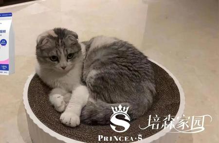 折耳猫的温暖：请为它停留一分钟