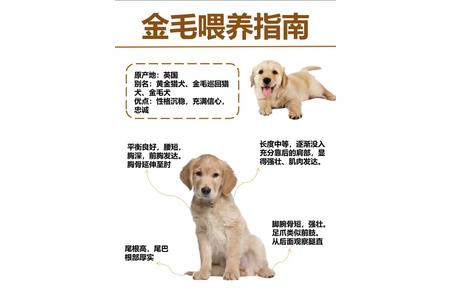 金毛犬护理与养护完全指导