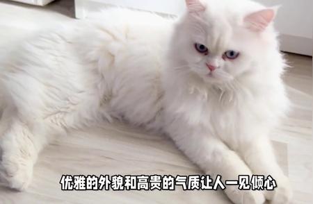 波斯猫：猫咪世界的皇室成员