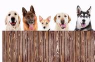 免费的快乐：六种狗狗中你会选择哪一个？