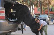 全球最巨大的50种狗狗品种图集