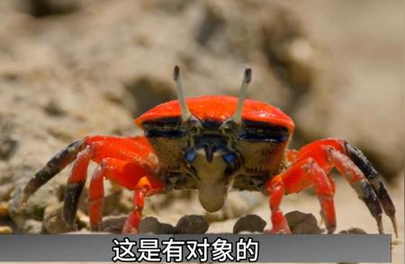 招潮蟹的秘密：麒麟臂之谜与肌无力现象