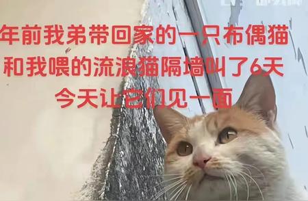 网友热议：布偶猫的颜值争议，出走归来仍是完美之身