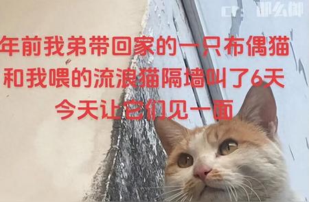 网友热议：布偶猫的颜值争议，离家七日是否影响其美丽？