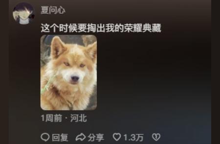 中华田园犬：古法培育的忠诚伙伴