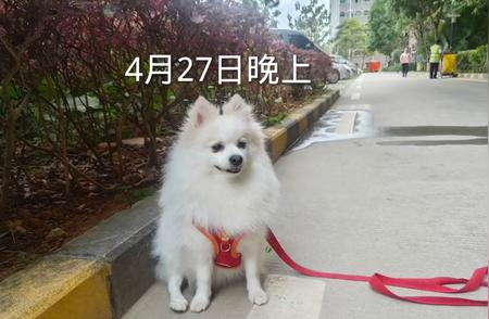 博美犬的魅力与护理指南