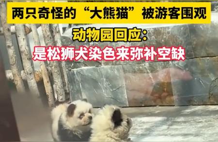 泰州动物园爆红“熊猫犬”实为彩绘松狮，揭秘幕后真相！