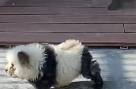泰州动物园爆红的“熊猫犬”其实是松狮犬！