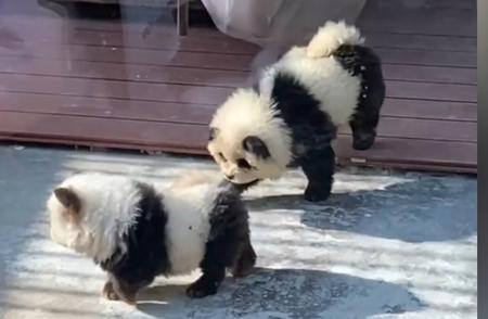 泰州动物园松狮犬变装熊猫引热议