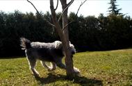 美国官方认可的第190种狗狗：波密犬的融合魅力
