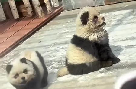 熊猫缺货，松狮来帮忙！动物园新星熊猫犬吸引众人目光