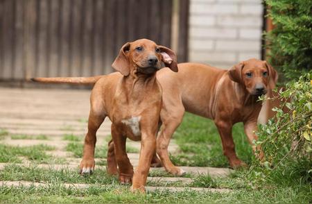 比特犬与藏獒的较量：揭秘犬界霸主之争