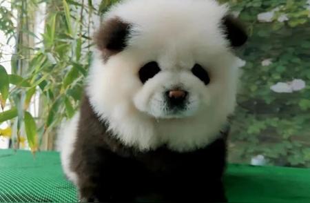网友热议：泰州“熊猫犬”成为新晋网红，萌态百出！