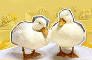 广州网红新宠：上万售价的柯尔鸭，这家“鸭店”不同凡响！