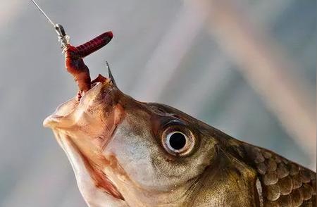 揭秘钓鱼高手之选：蚯蚓并非最佳鱼饵？