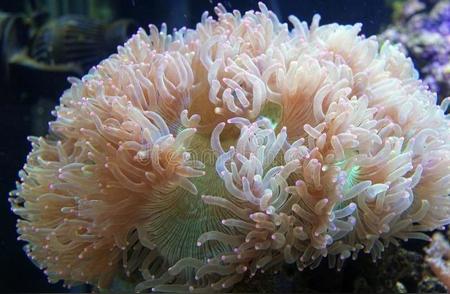 珍稀珊瑚售价飙升：从210到211万的7年奇迹