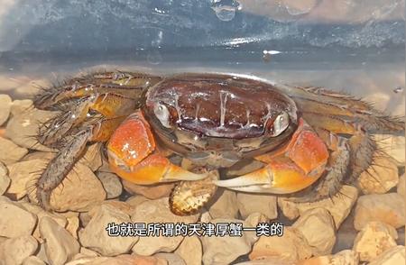 探索淡水小蟹：蟛蜞的生态与特性