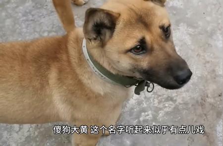 大黄：被称为世界上最笨拙的中华田园犬