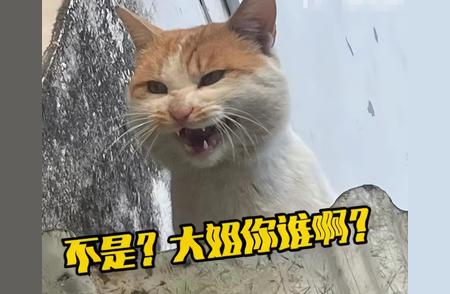 彩狸的偏见：布偶猫真有那么不堪入目吗？